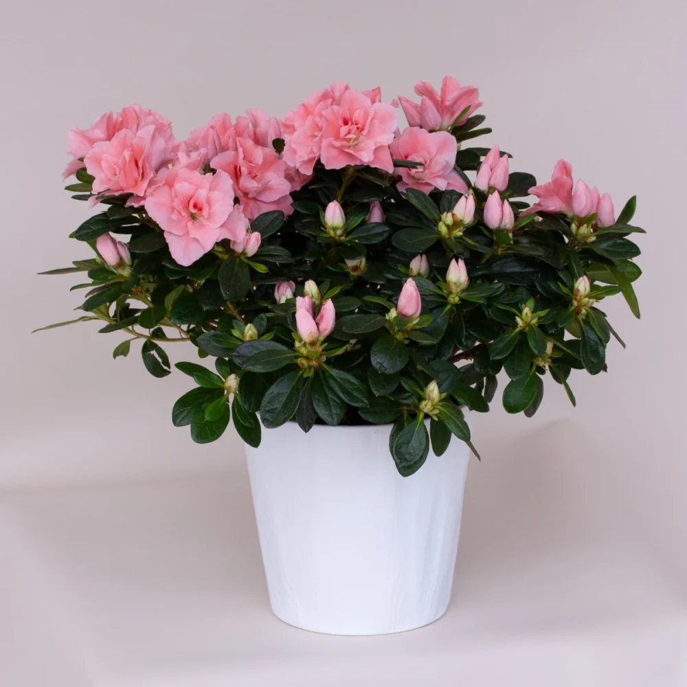 Azalée d'intérieur en pot Indoor azalea in pot