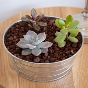 Composition de succulentes dans pot rond en zinc