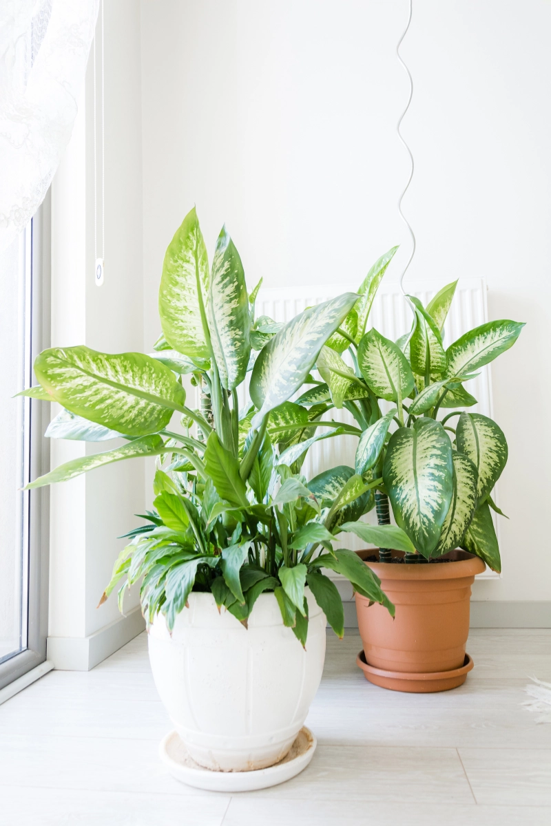 Plantes en pot devant fenêtre