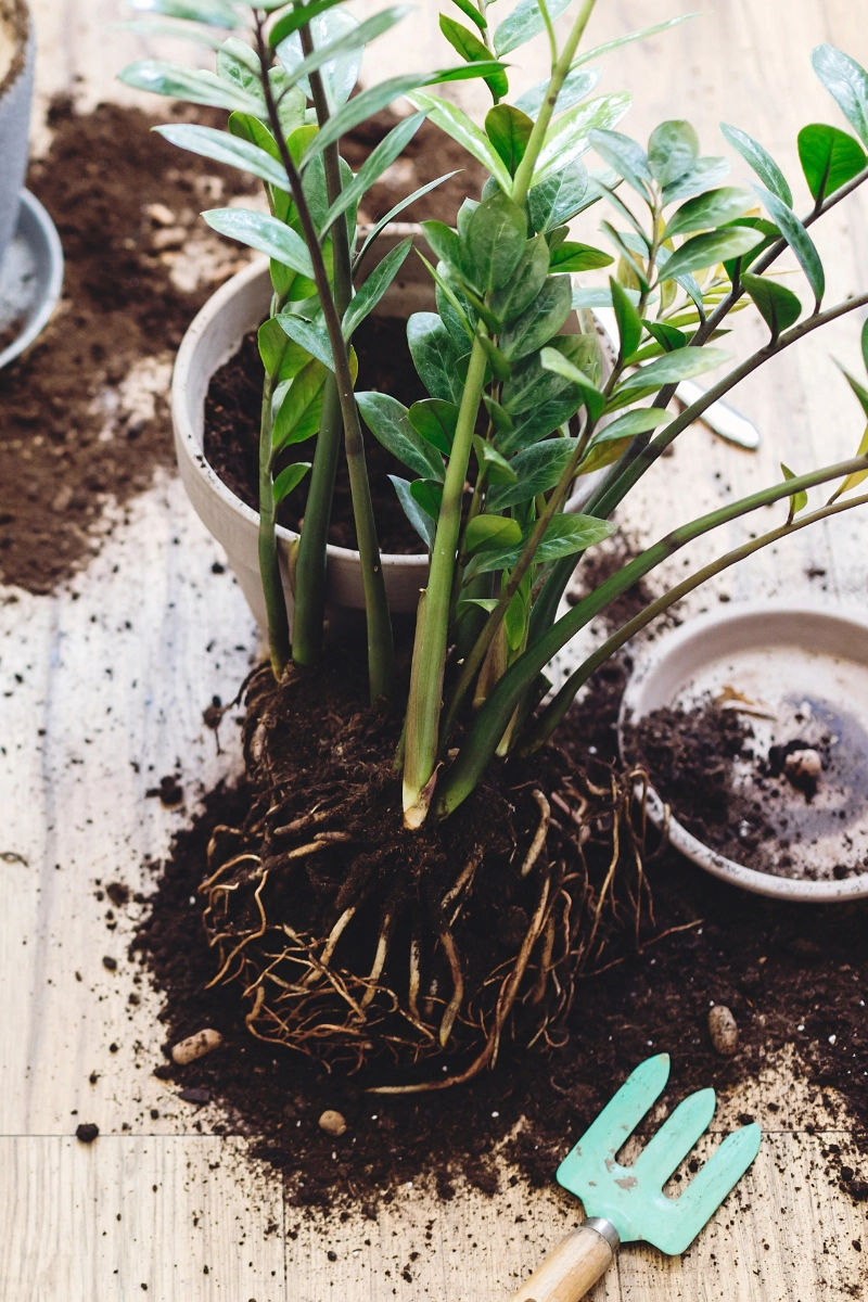 Zamioculcas en cours de rempotage