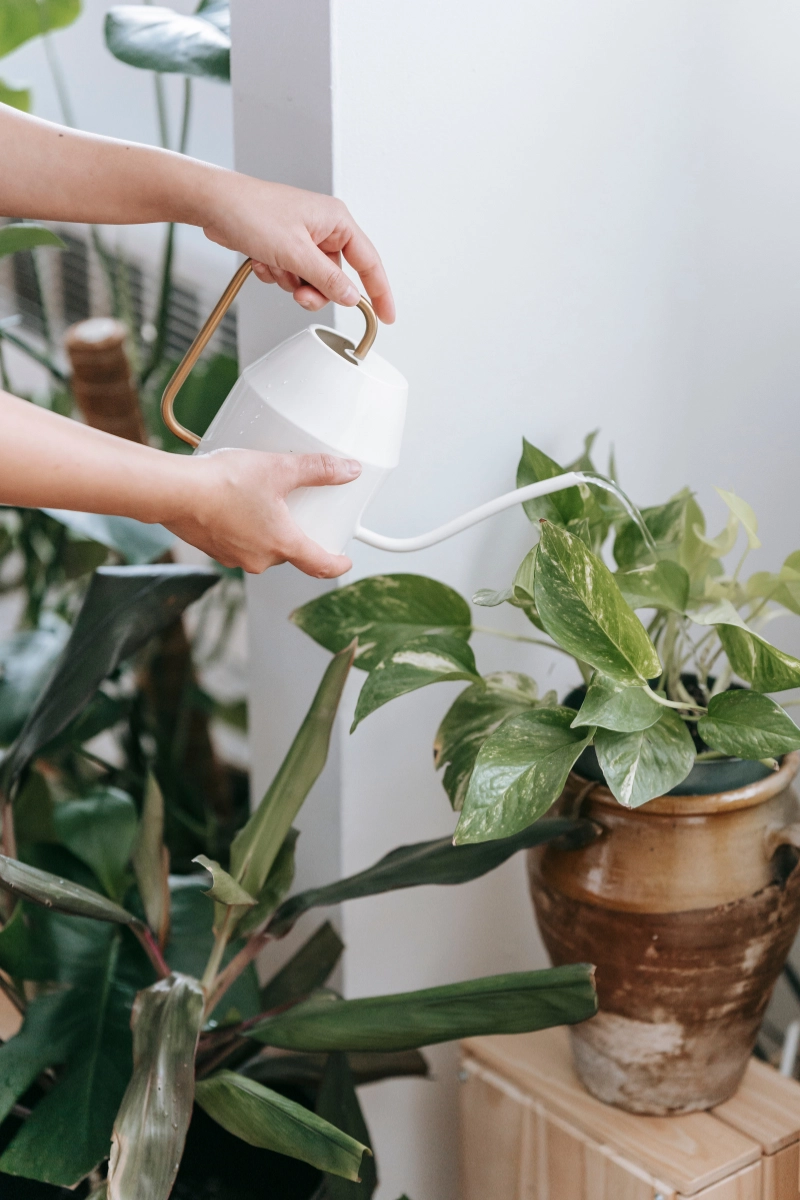 Arrosage d'une plante verte