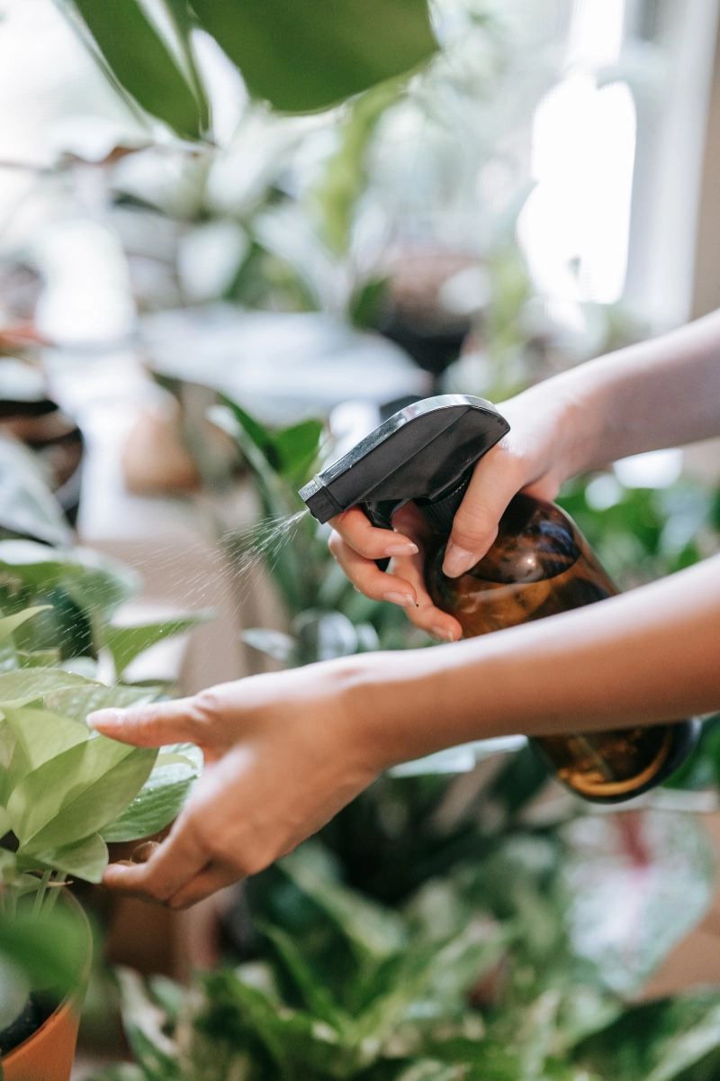 Brumisation d'une plante verte