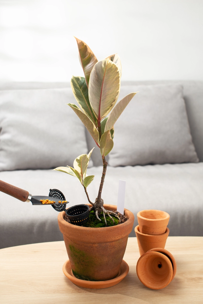 Plante en pot de terre cuite avec engrais en granulats