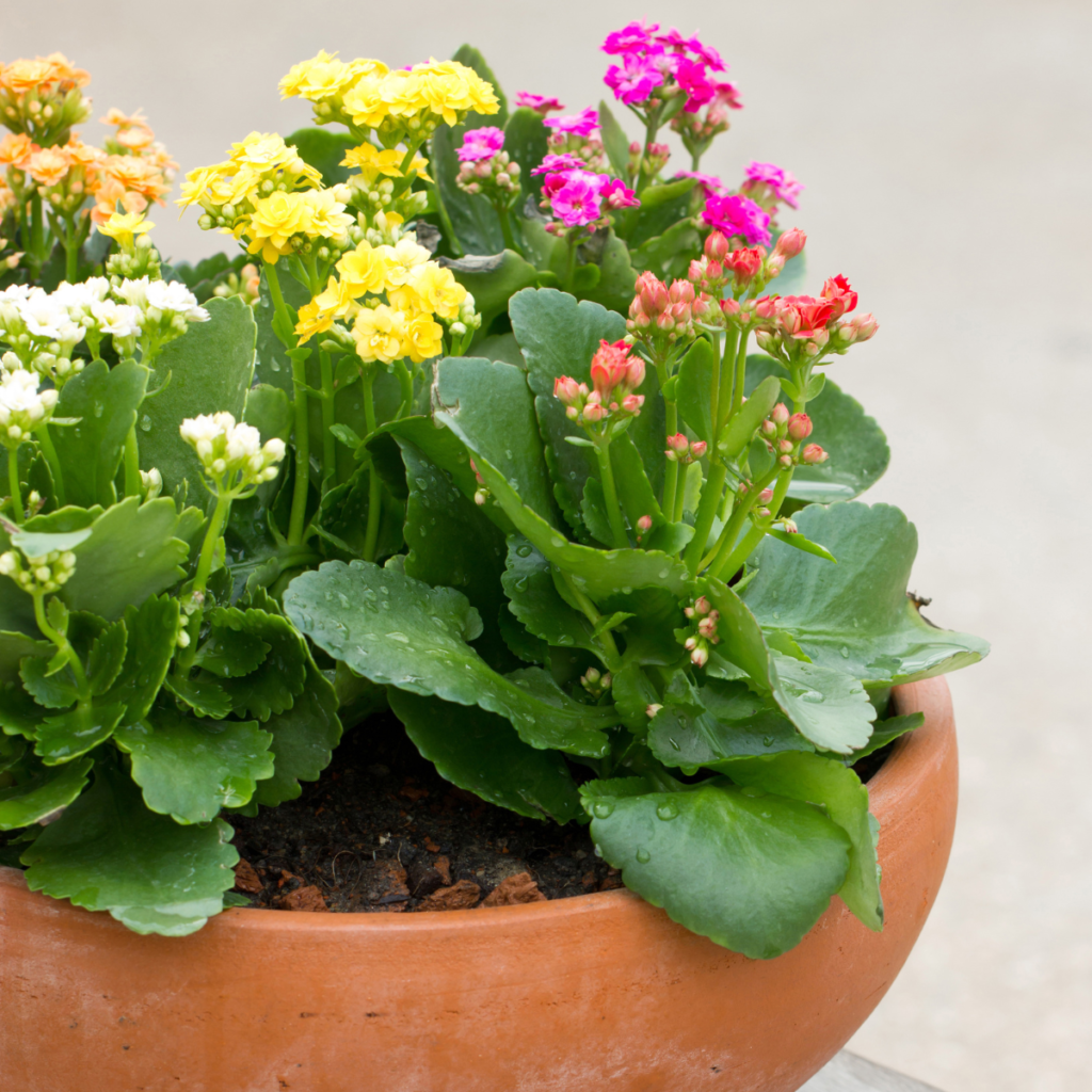 Coupe kalanchoés multicolores