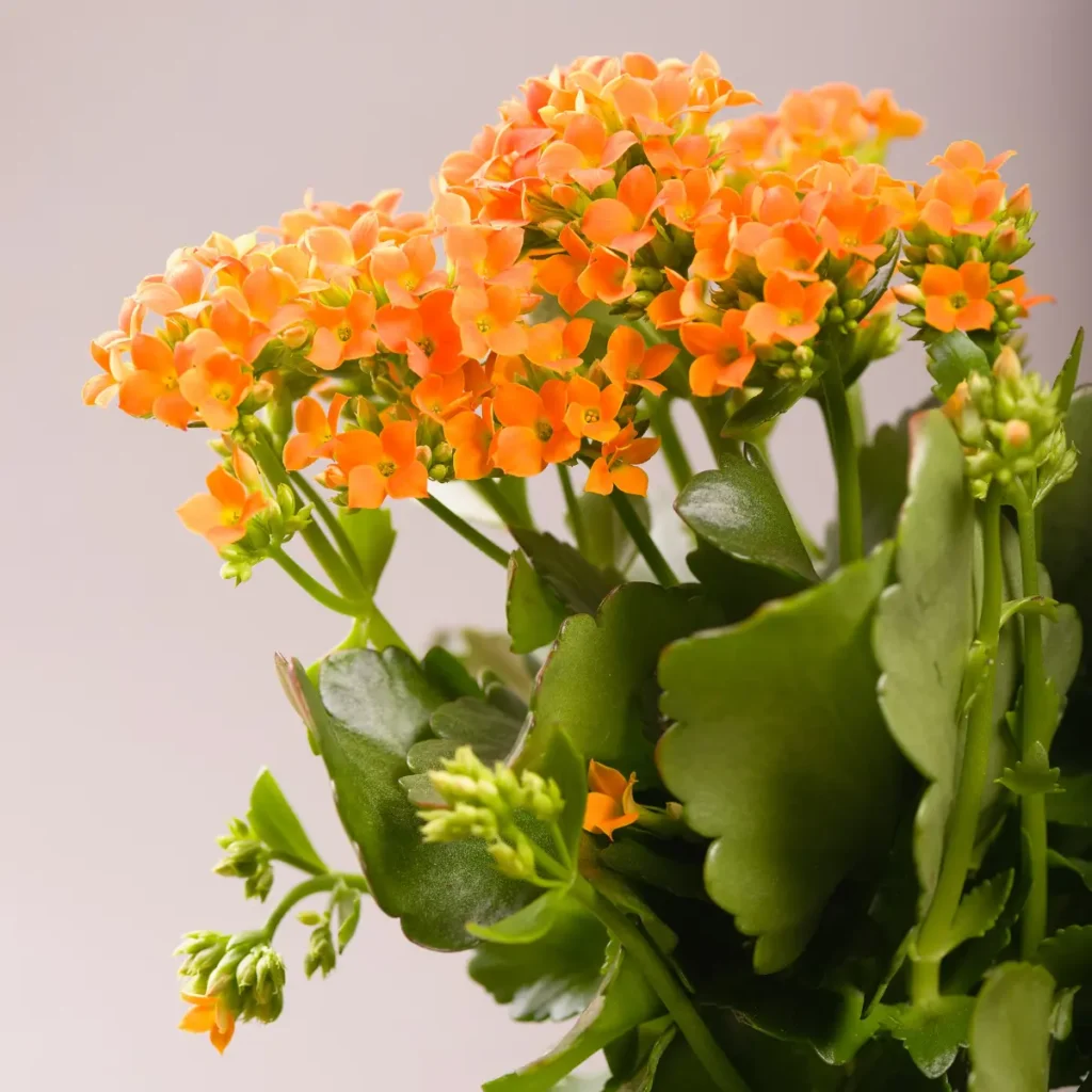 prendre soin d'un kalanchoé blossfeldiana