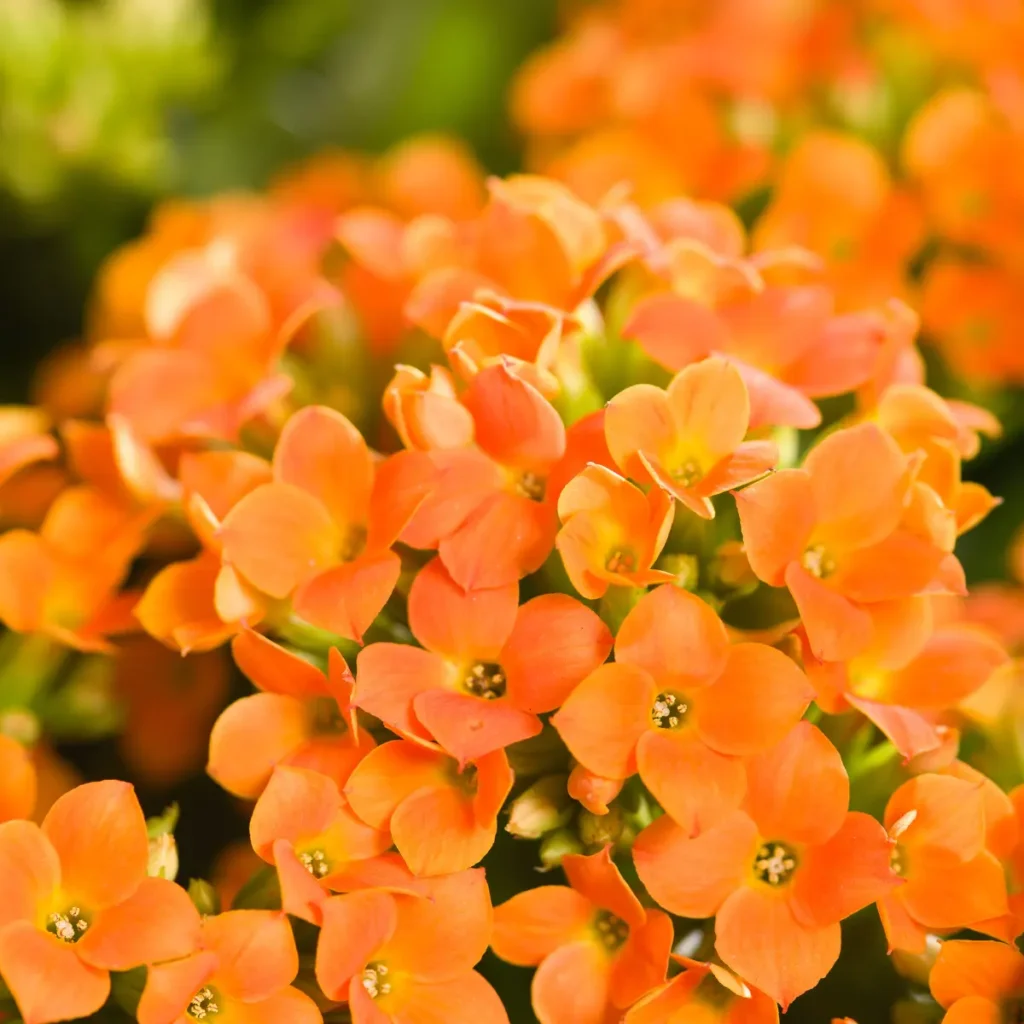 prendre soin d'un kalanchoé blossfeldiana