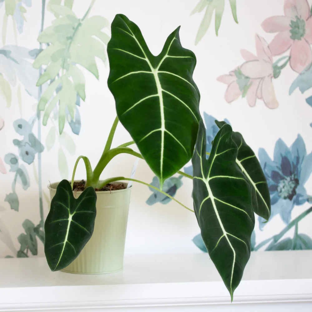 Alocasia frydek dans cache pot métallique vert sauge