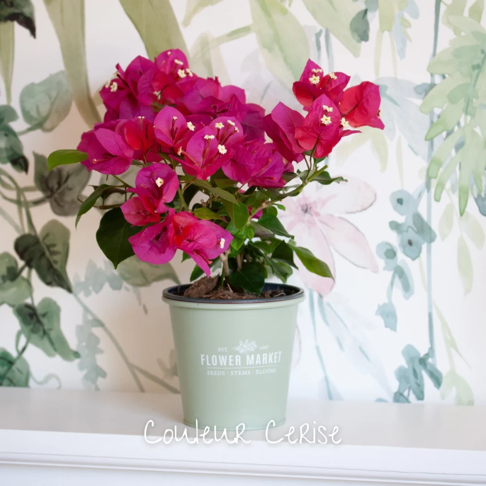 Bougainvillea spectabillis cerise dans pot métallique vert sauge