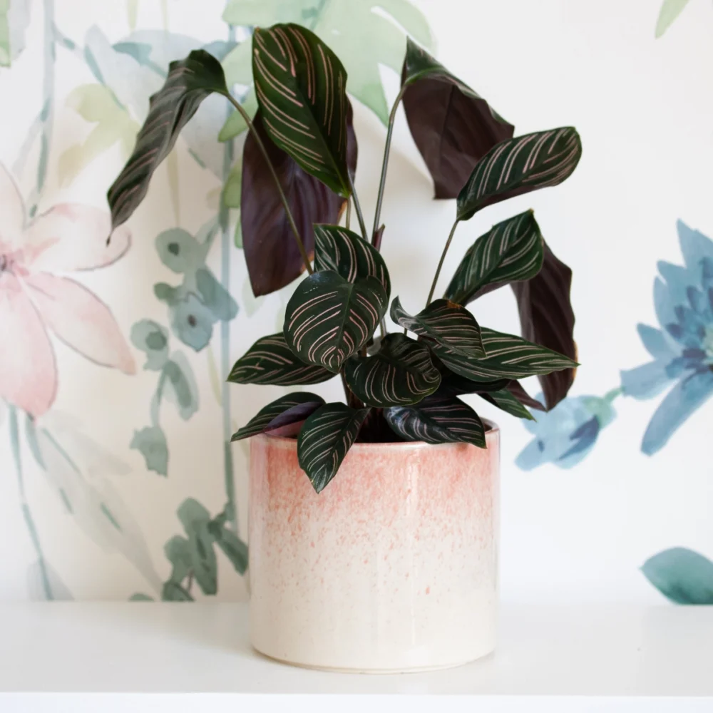 Calathea ornata dans cache pot en céramique rose dégradé vers le blanc