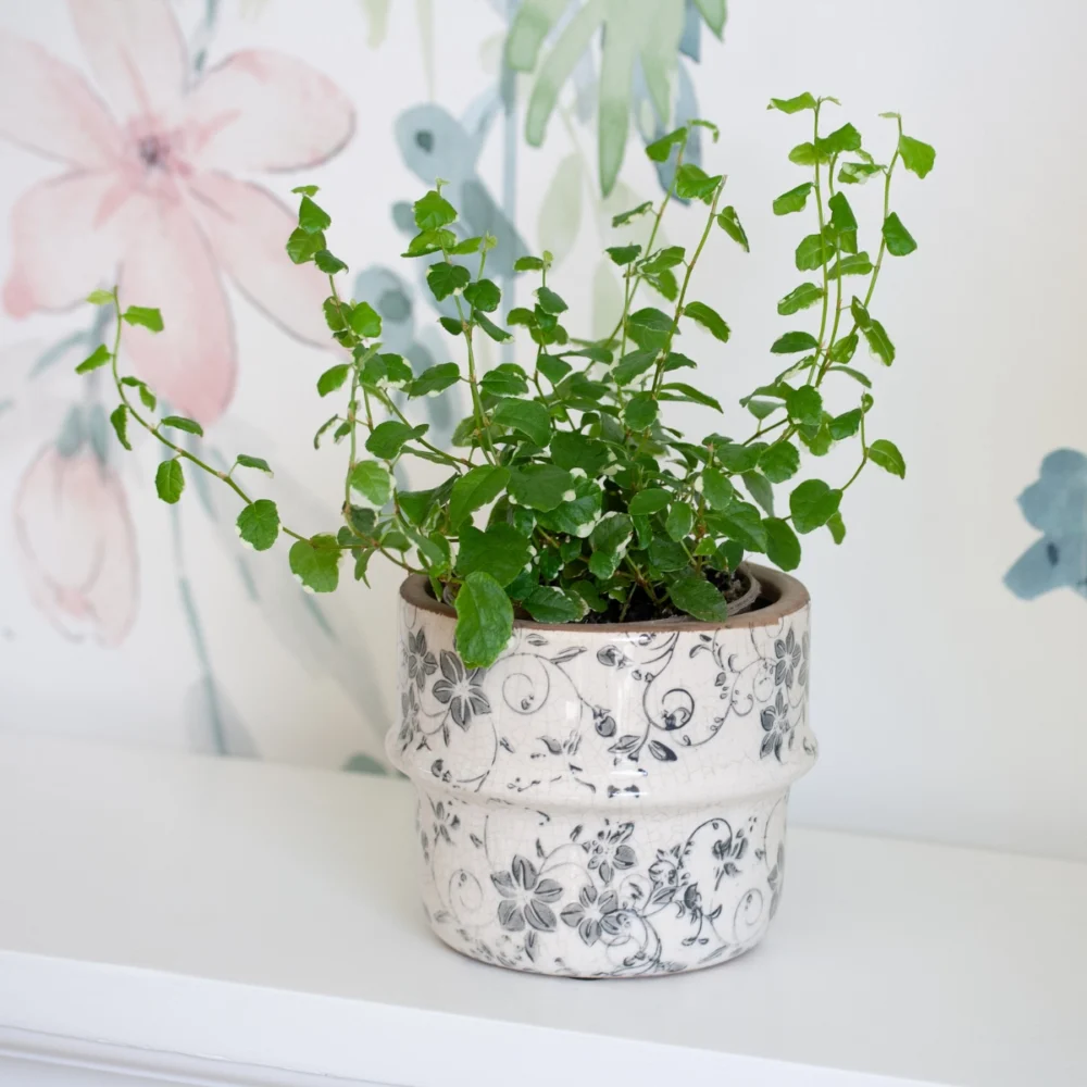 Ficus pumila sunny dans cache pot céramique effet vintage imprimé avec des motifs floraux bleus-gris