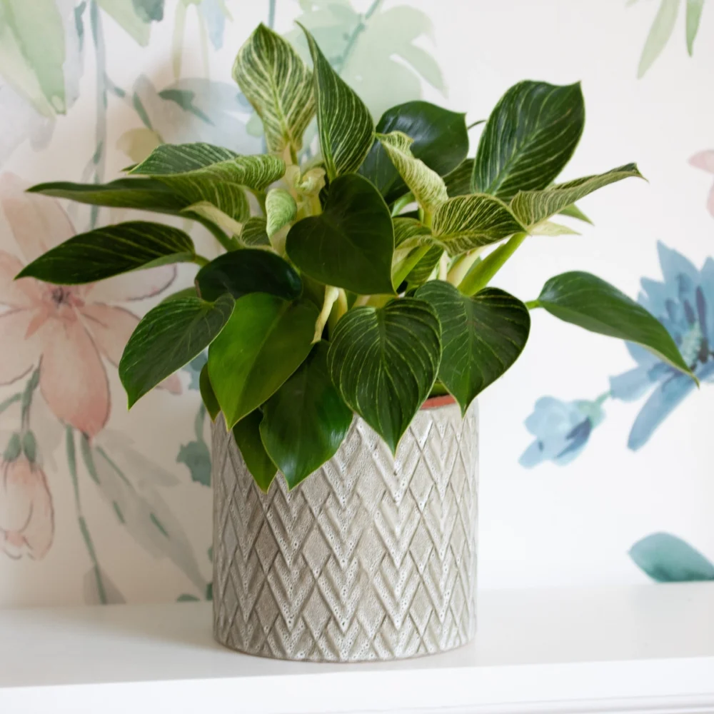 Philodendron birkin vert et blanc dans cache pot en céramique olive et blanc aux motifs de losanges