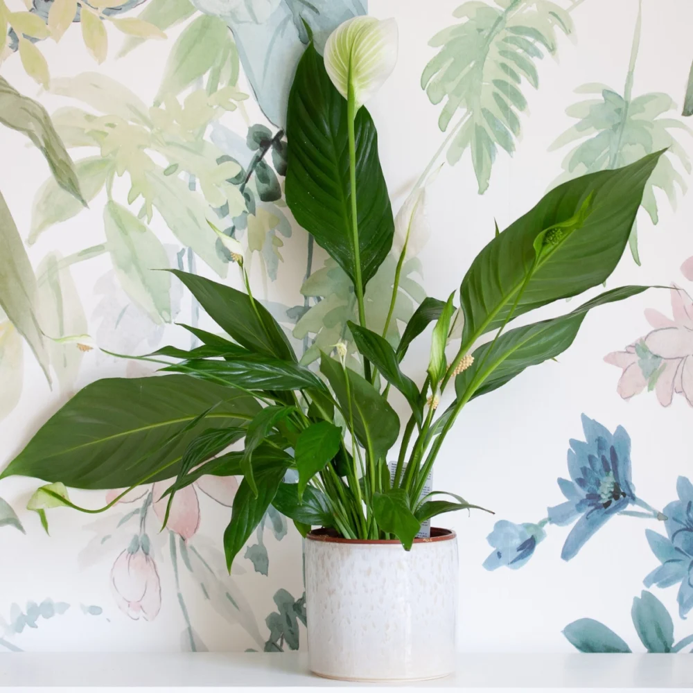 Grand spathiphyllum cupido blanc dans cache pot en céramique blanc et beige