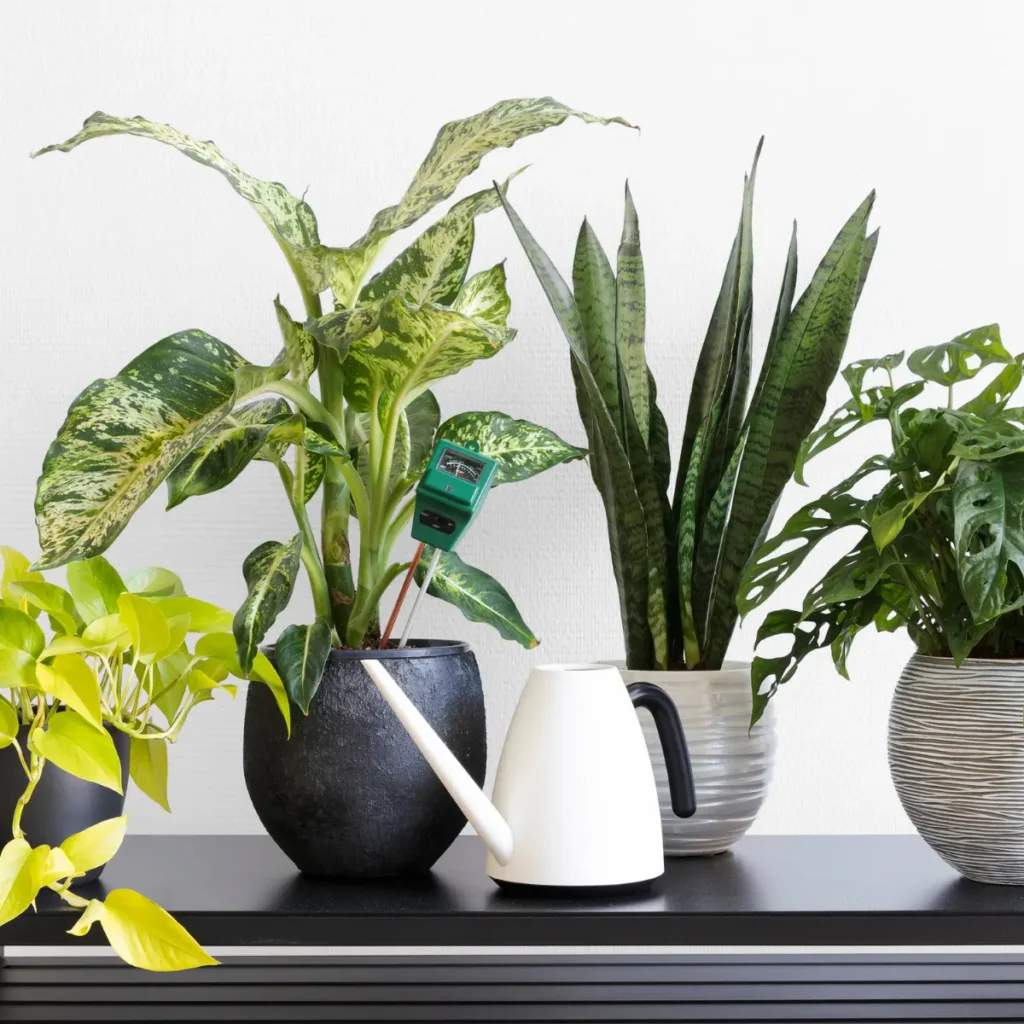 arroser plante intérieur