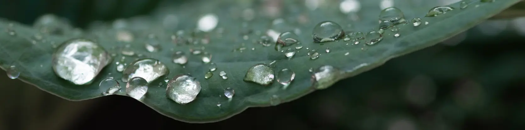 goutte d'eau sur feuille arroser plante intérieur