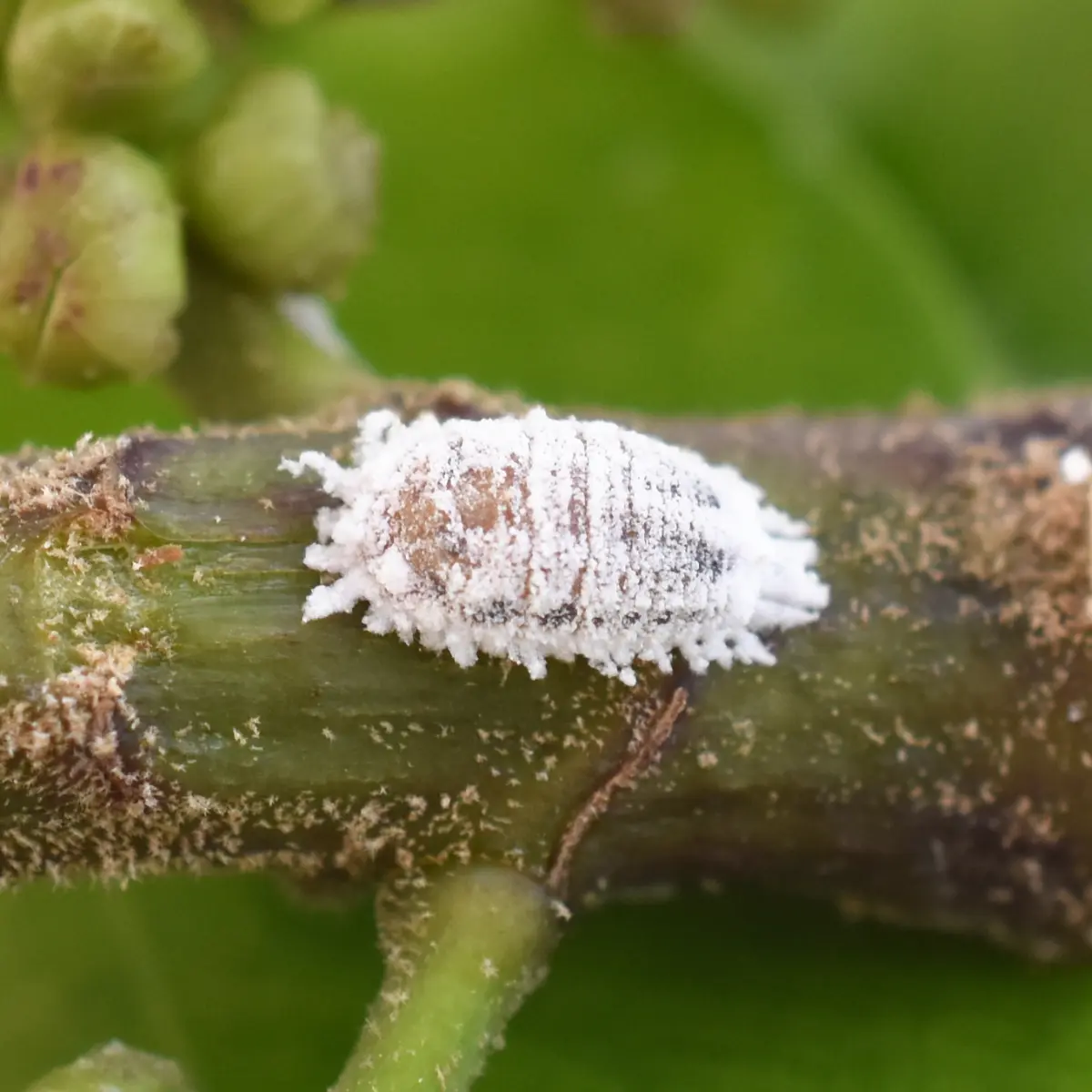 plant care mealybug soin des plantes la cochenille farineuse