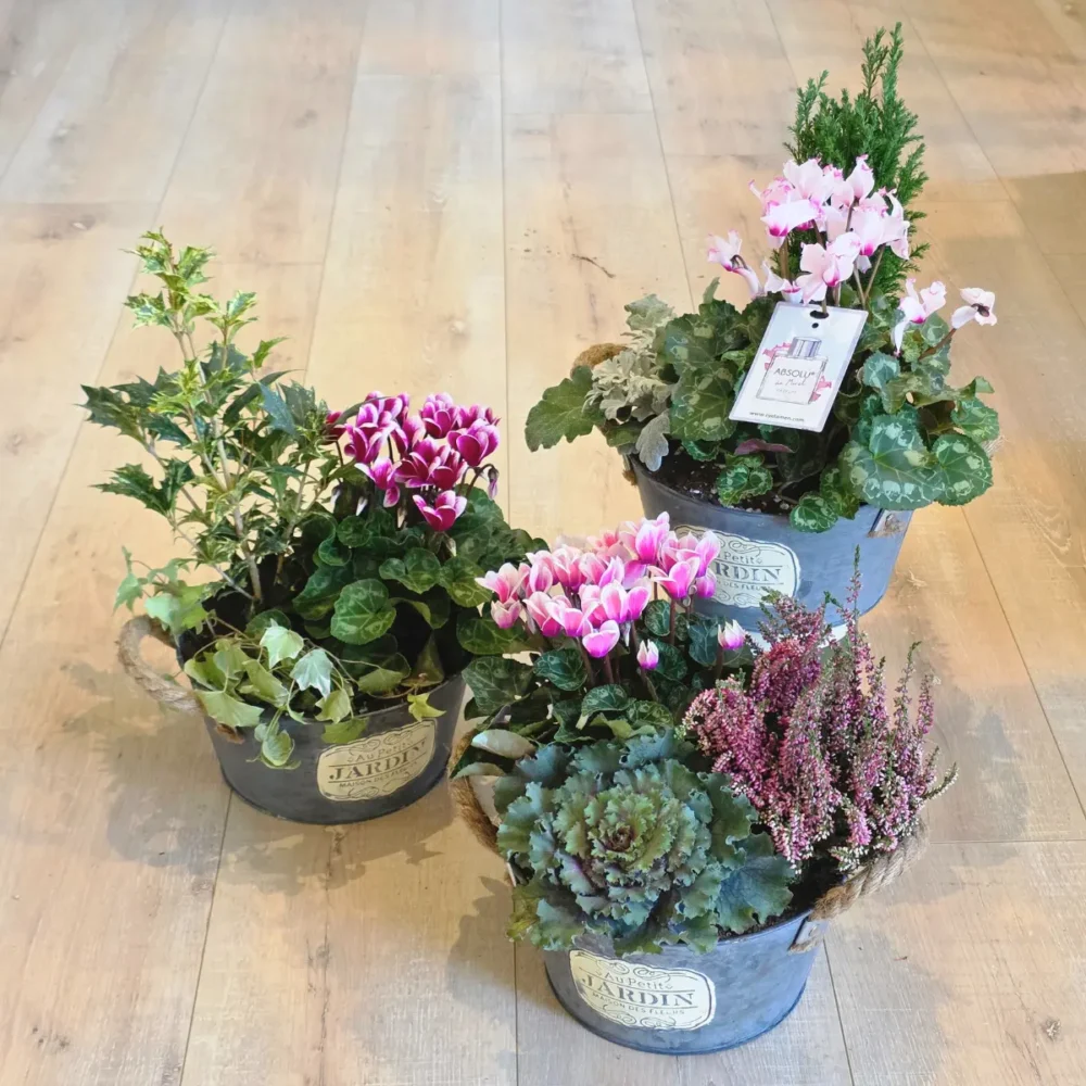 Composition d'extérieur automnale autour du cyclamen
