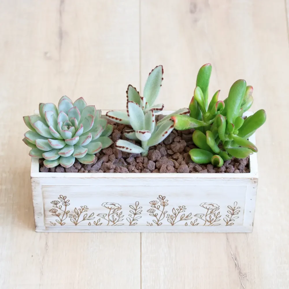 Jardinière de Succulentes