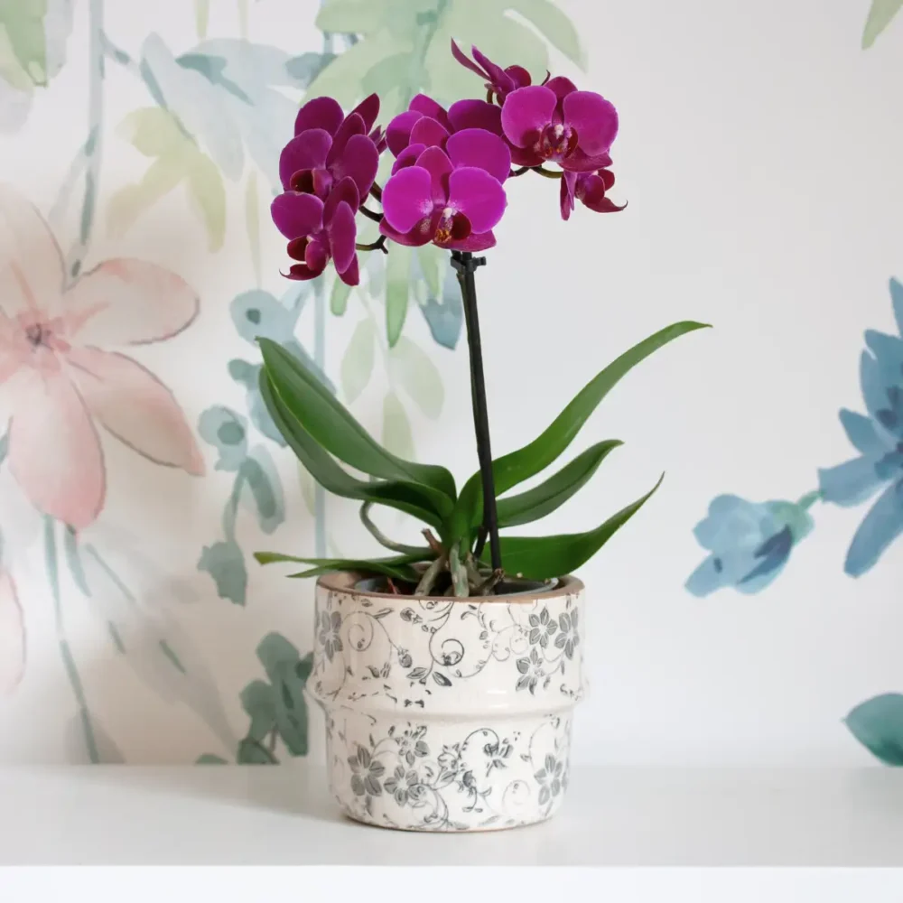 Orchidée Phalaenopsis